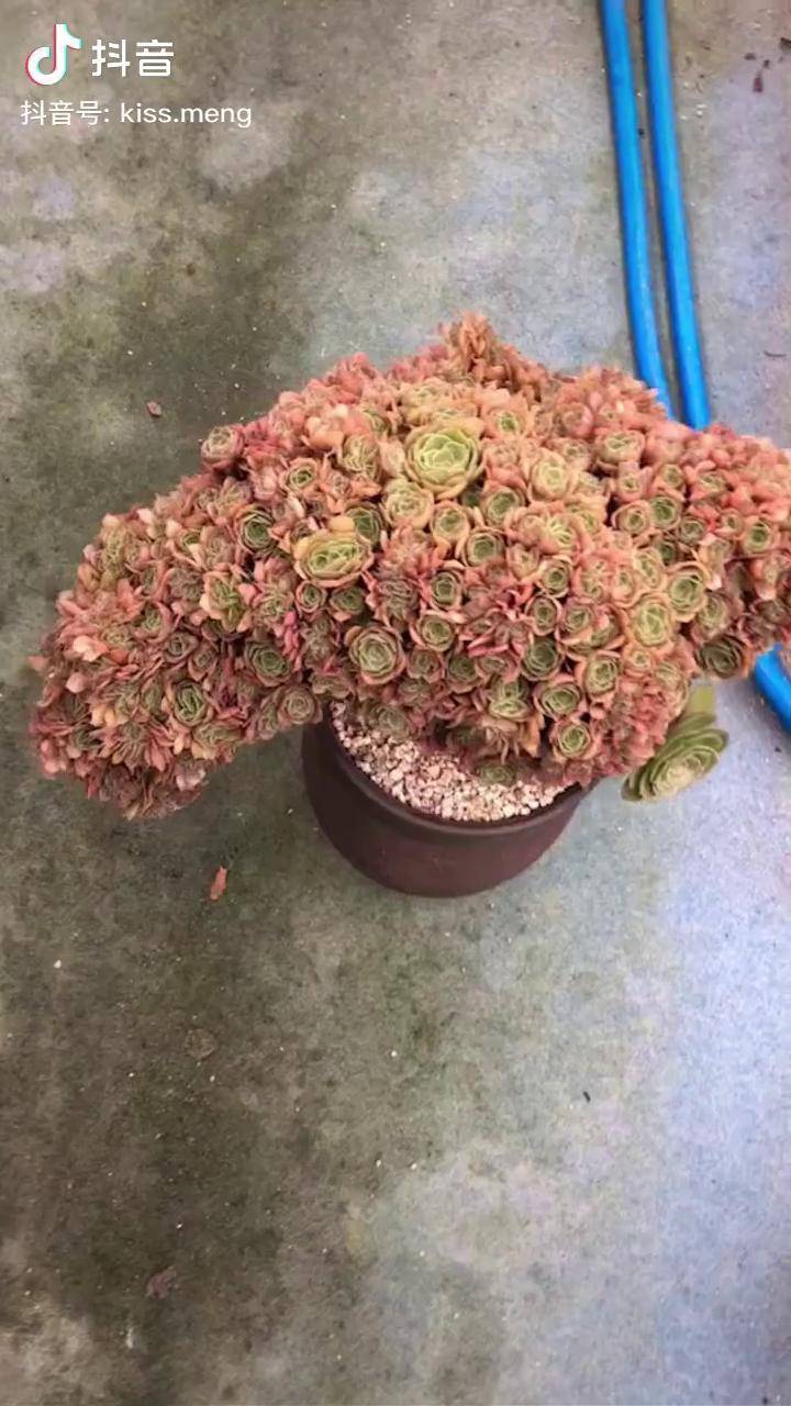 法师万圣节缀化多肉植物