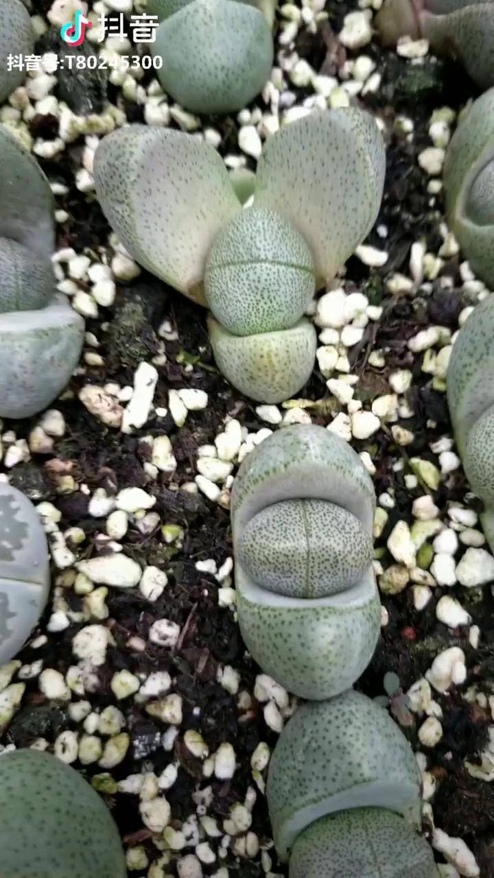 多肉植物 元宝(帝玉) 多肉养护小常识