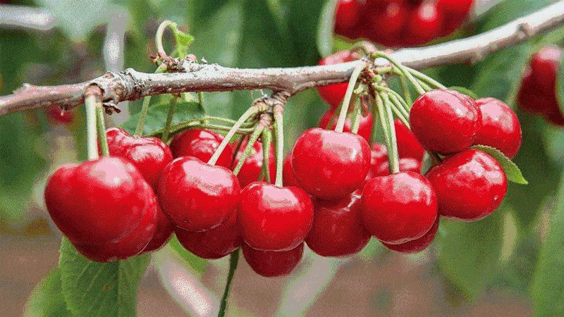 美好樱你而来丨万新弘文府业主樱桃采摘之旅即将甜蜜开启