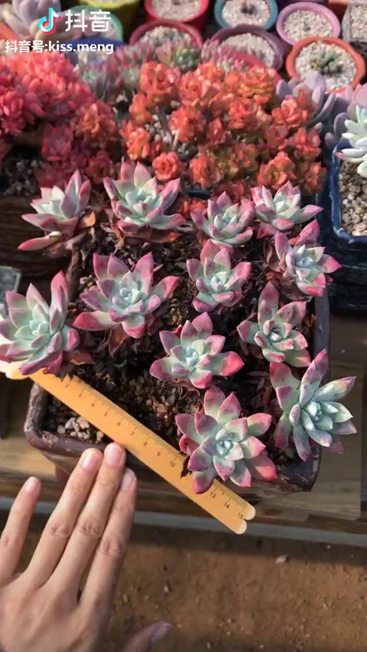 仙女杯初霜系列多肉植物