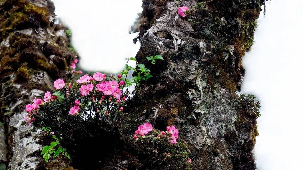 赏美景美到窒息五月瓦屋山杜鹃花美不胜收