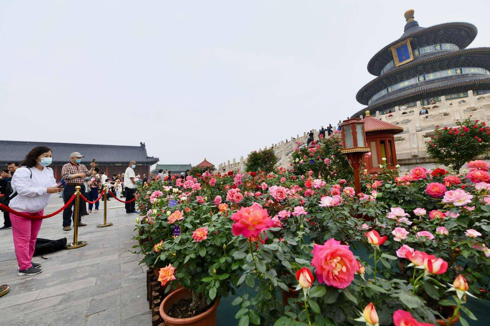 北京市花5月迎來綻放時節!天壇已經變