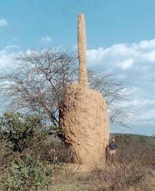 这遍布非洲大陆的神奇小土丘到底是什么?_蚂蚁