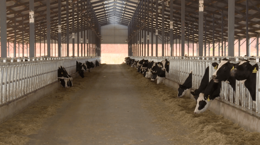 5吨!去年来砚山的1300头"洋"奶牛产奶了