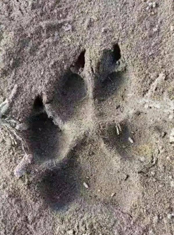 羊被咬死 狗上房 真是 狼来了 齐齐哈尔 凶猛的野生动物 刘启