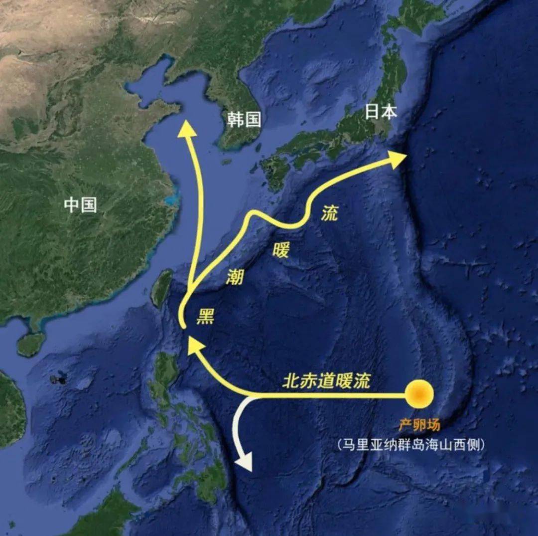 鰻魚百科日本鰻生活史探尋了半個多世紀我們才知道它的故鄉在哪裡