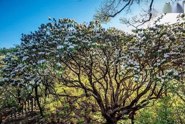 灵宝千年杜鹃在海拔24138米的中原之巅层层开放