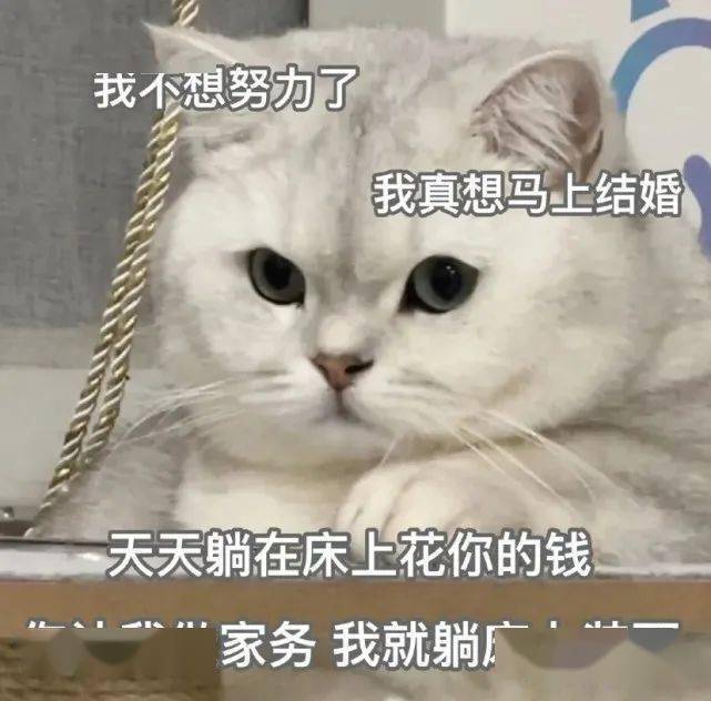 套路你家男朋友的可爱猫猫表情包集锦 篇文章