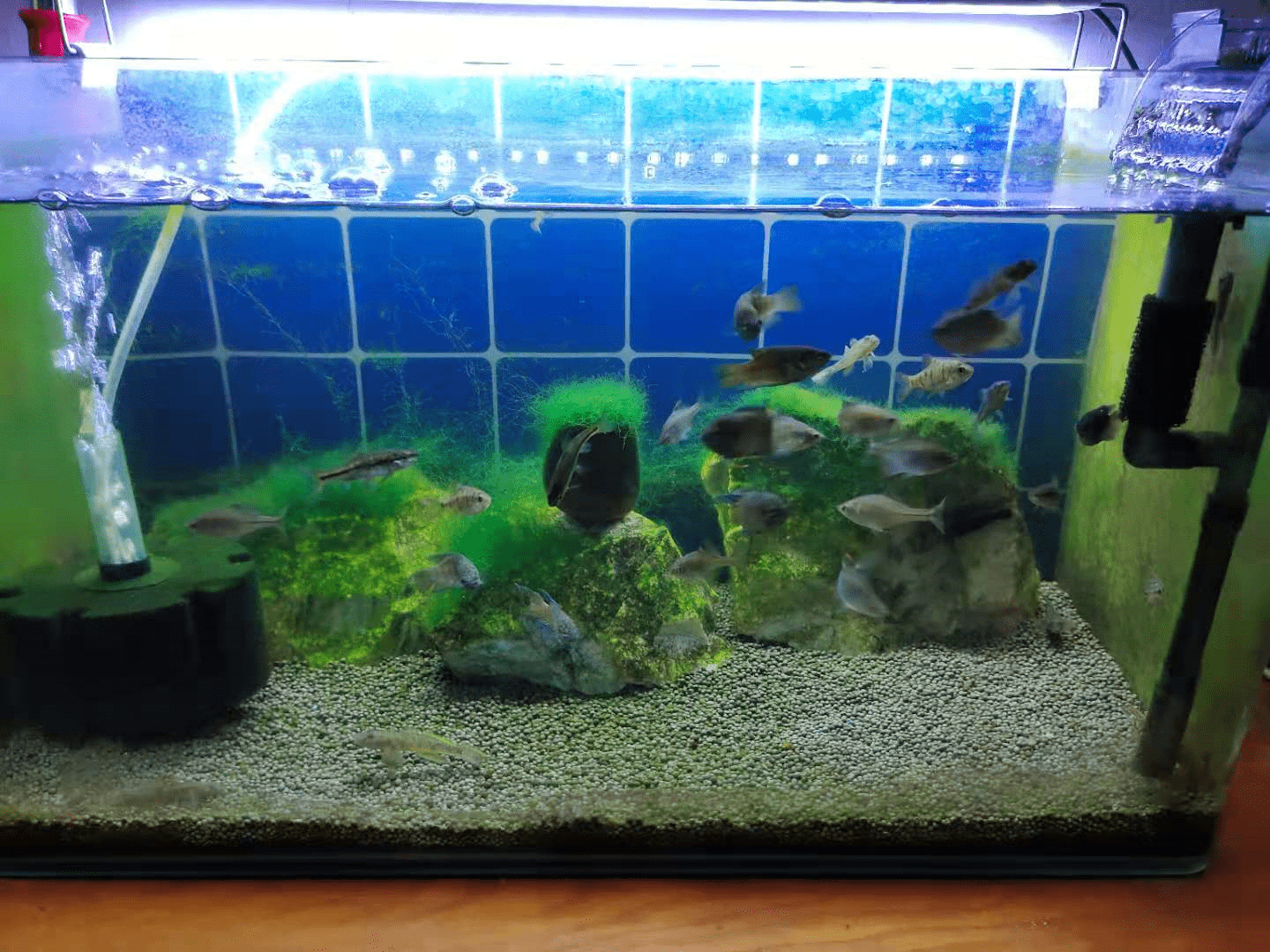 通过多次实践,终于发现褐藻的几个成因,它们可以变成绿藻吗?_鱼缸