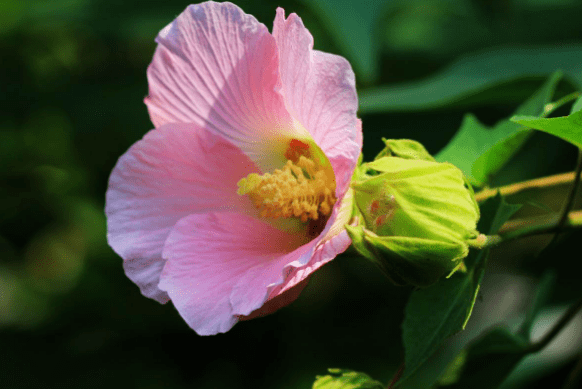 5月赏花季 广州木芙蓉吐艳了 这些地方都可以观赏 开花