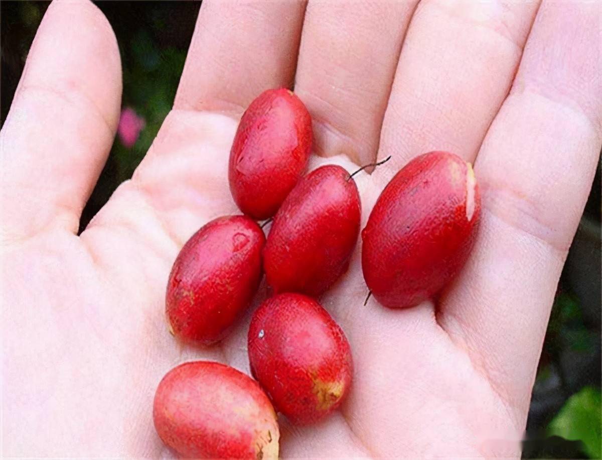 俗称"变味果",一斤500元被限制出口,果子少见,卖苗倒很多