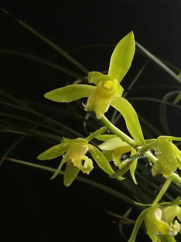 [花开欣赏]0279:草大花茂的蕙兰"温州素"