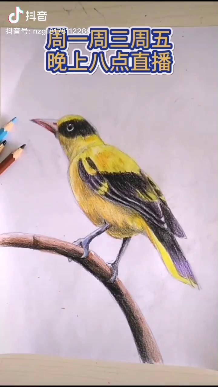 绘画教程教你30秒用彩铅给鸟上色