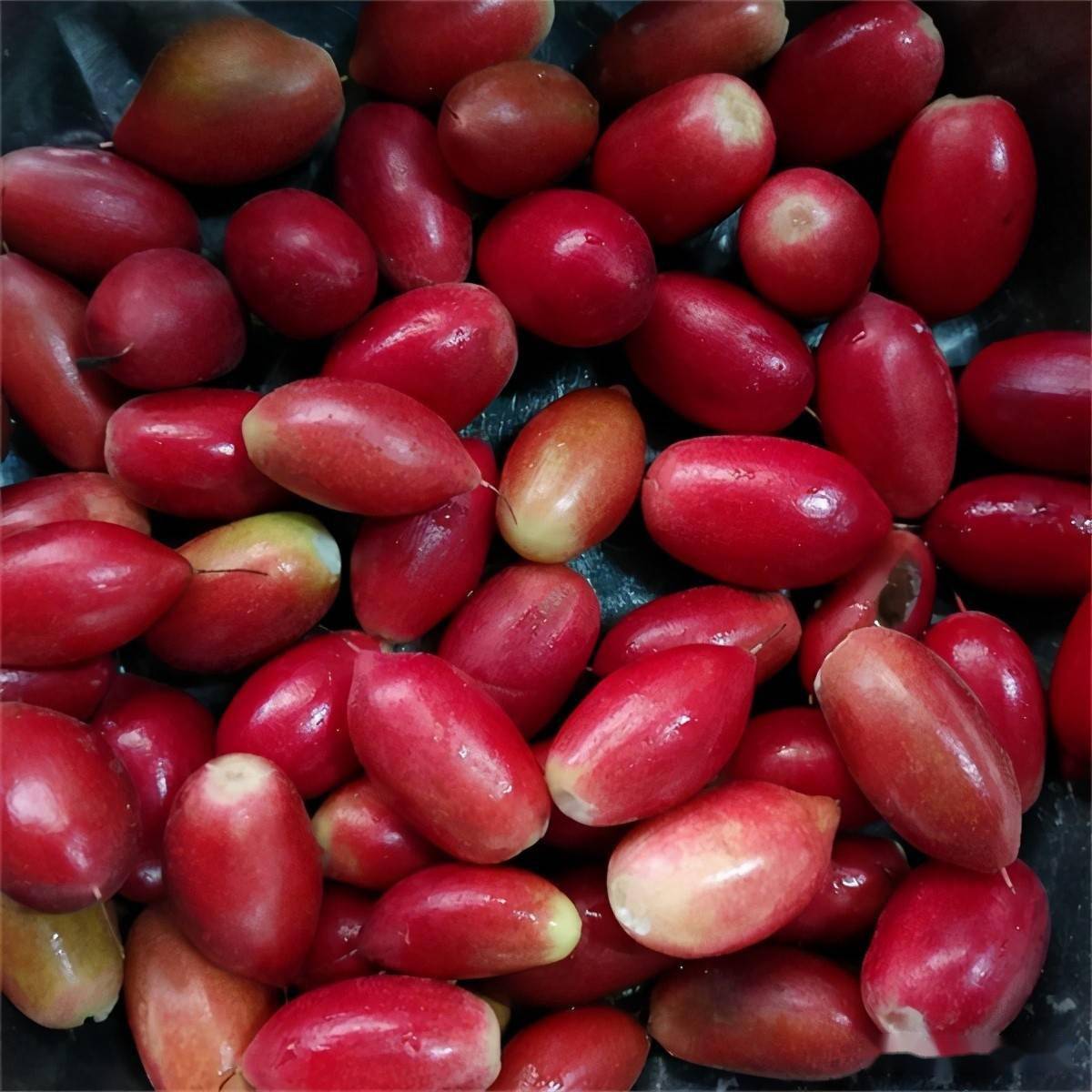 俗称"变味果",一斤500元被限制出口,果子少见,卖苗倒很多