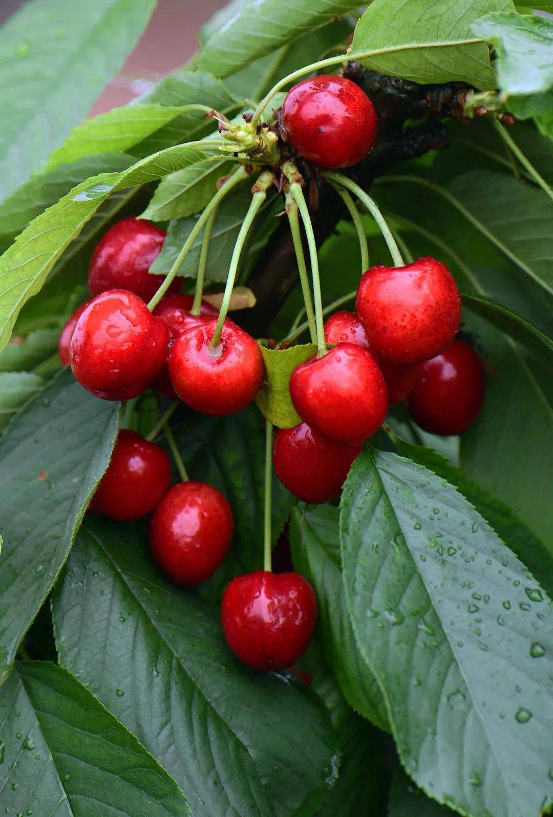 挂满又红又大的车厘子数十株甜樱桃树上成都金樱生