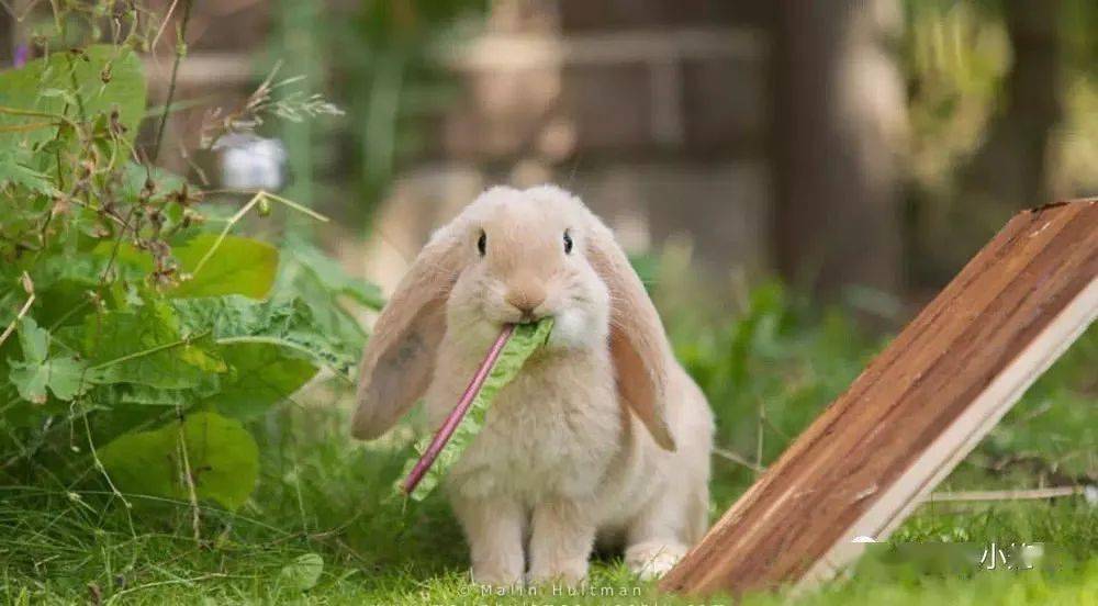 神兽家族草泥兔安哥拉兔