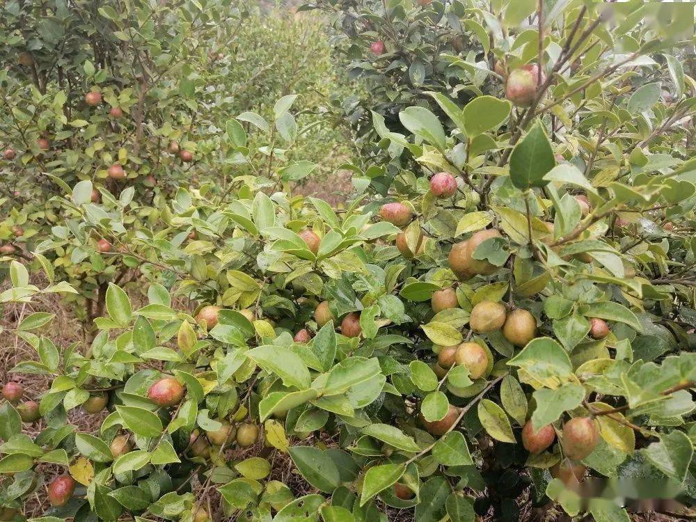 基金項目黎平縣小果油茶良種栽培技術