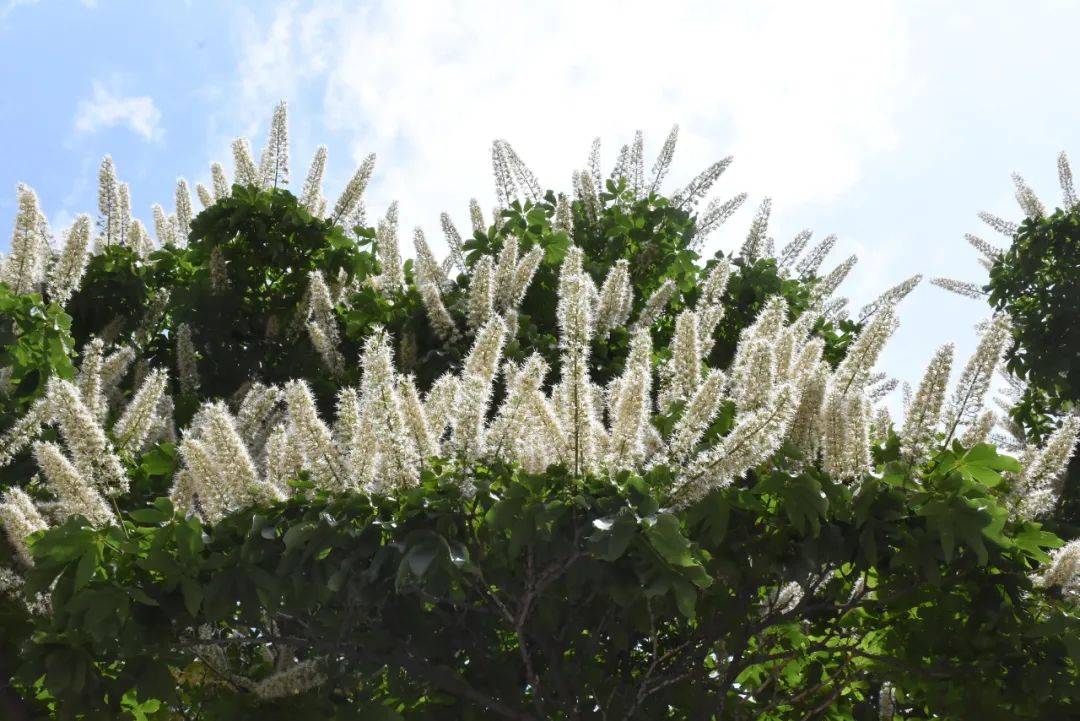 朝青这棵罕见300年菩提古树开花全市内仅此一株快来观赏打卡