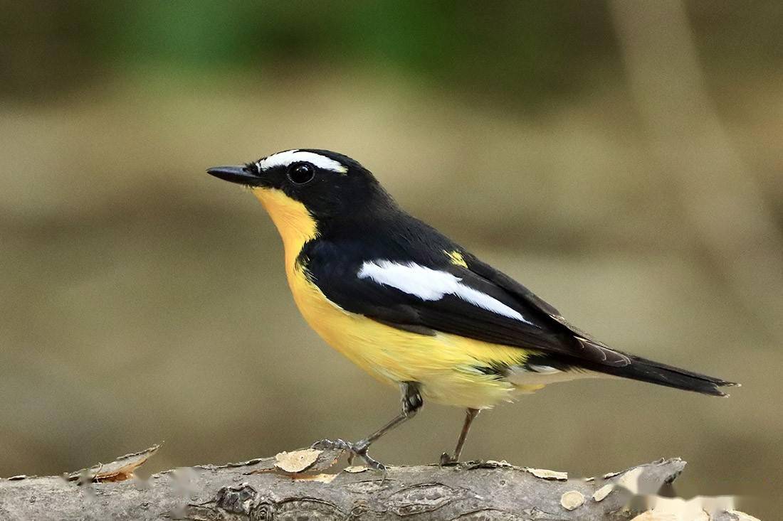 黑,白,黄搭配的小鸟来北京了