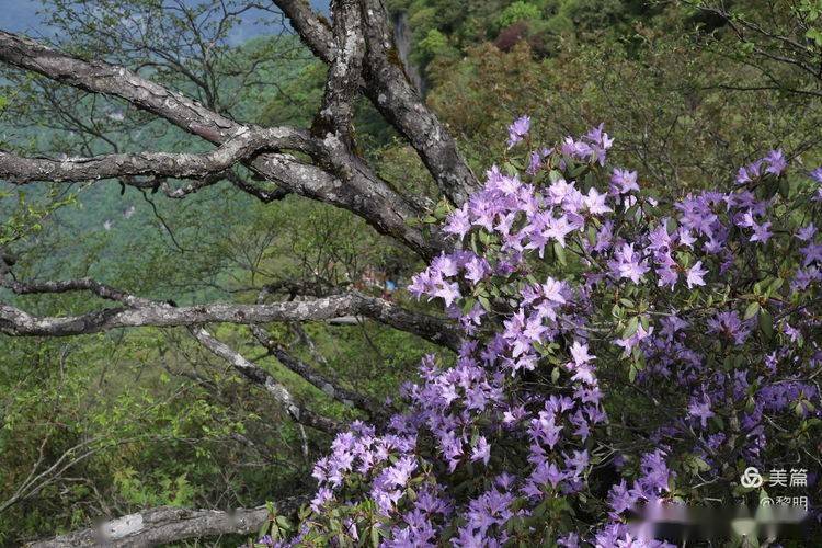 汉中龙头山杜鹃花图片