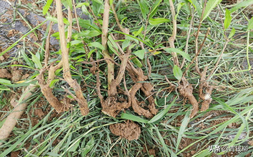 河南荥阳石榴树生长期的修剪技术_搜狐网