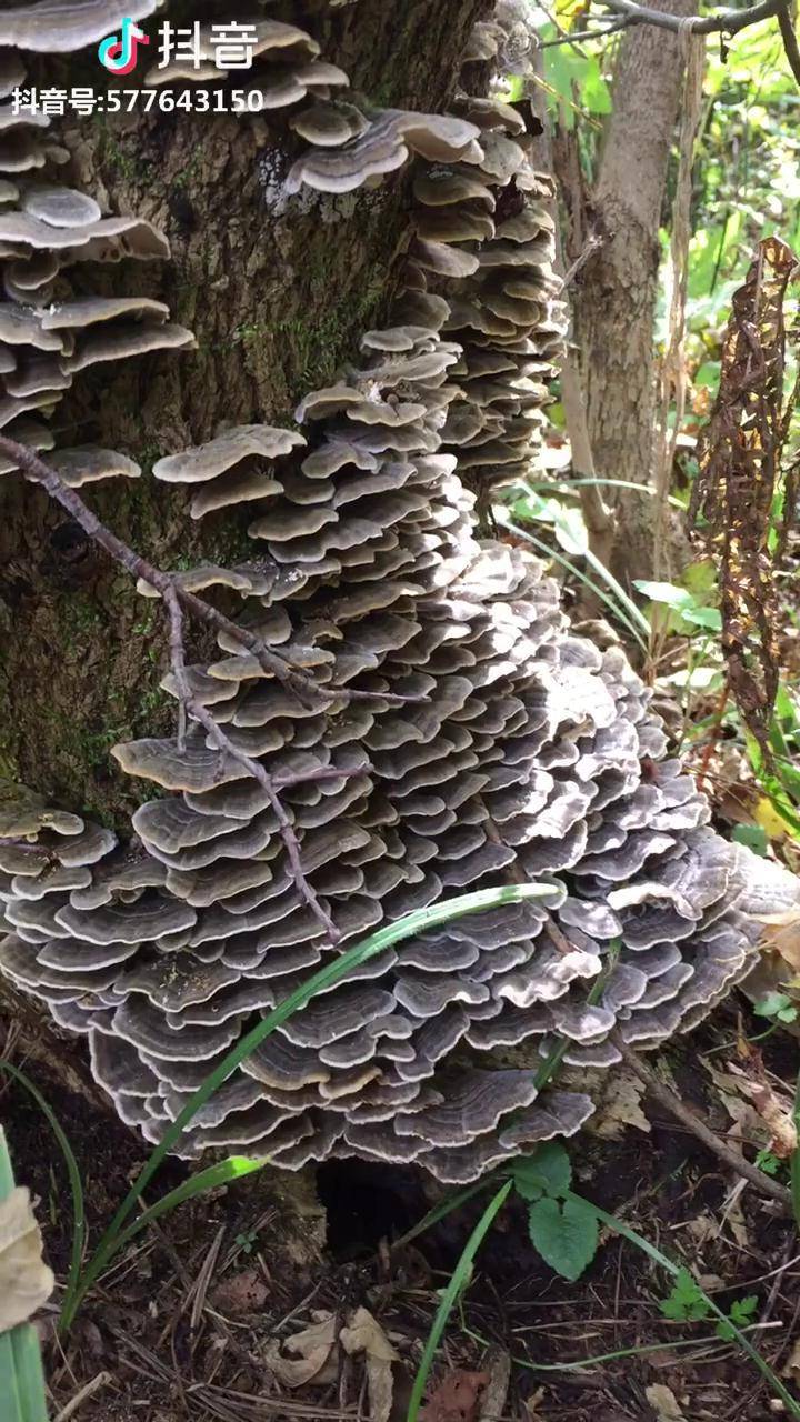 云朵一样的蘑菇云蘑