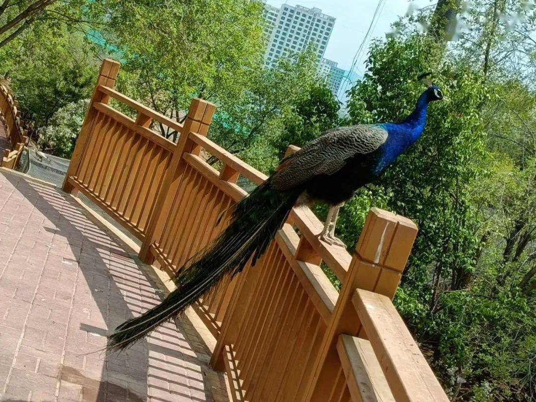 百鸟苑蓝孔雀