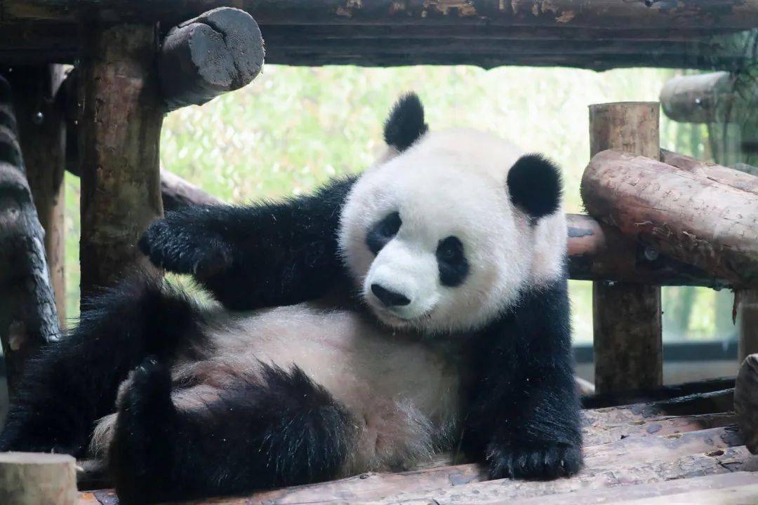 今日份的治愈分享一组叉腰熊的萌照