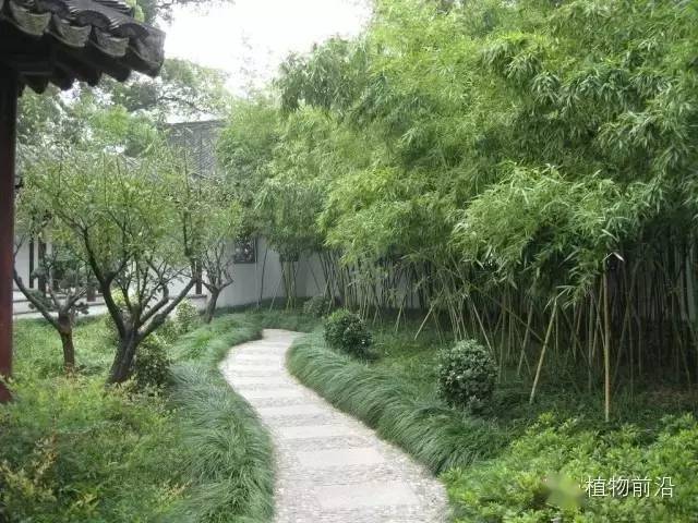 竹子是點景的優良庭院材料,用它來點綴風景,是中國園林中常見的藝術