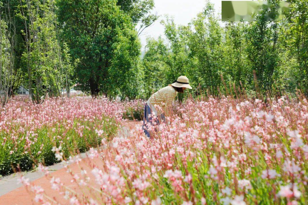 神仙颜值!悦来国际会展城这一片片粉红花海藏不住了