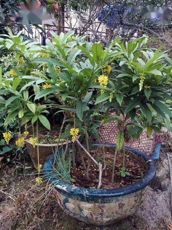 客家地区这种植物浑身都是宝可煲汤能煮茶做菜药用价值还极高