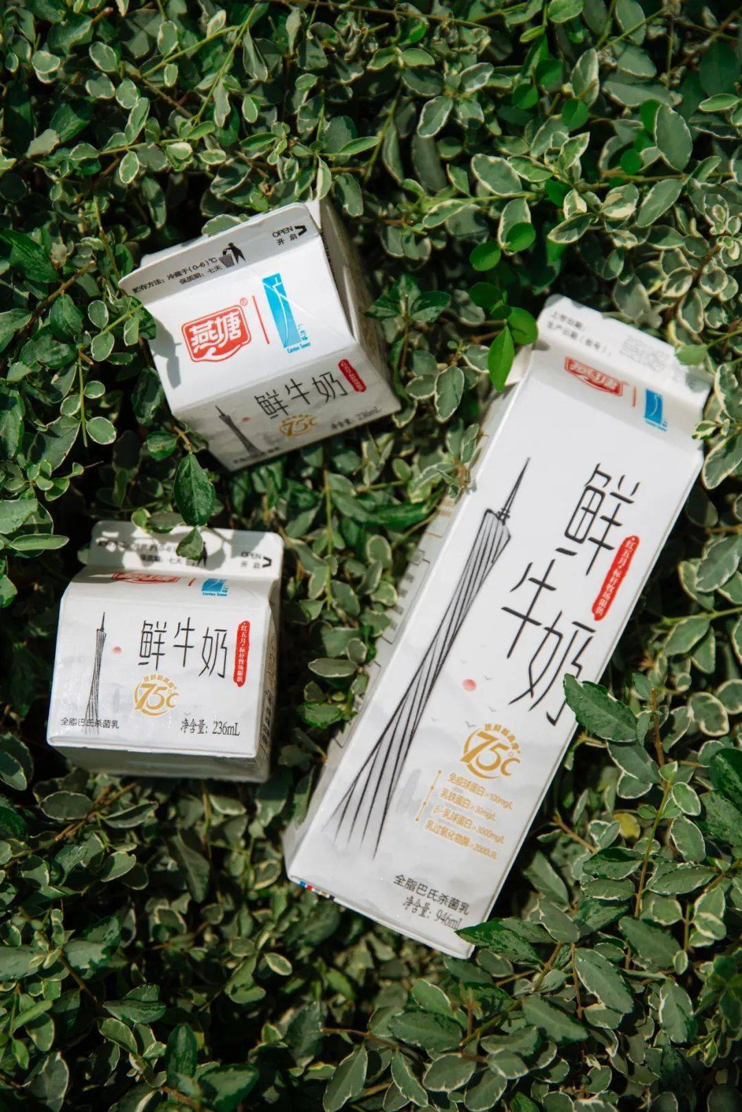 除了饮早茶,更少不了ta!_燕塘