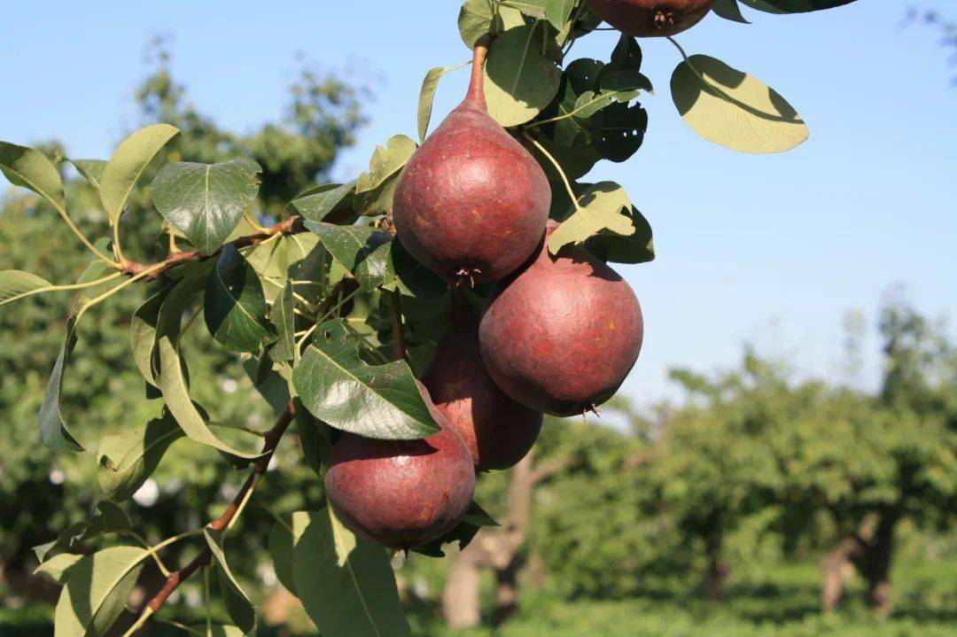 第十四届夏津黄河故道椹果生态文化节即将开幕