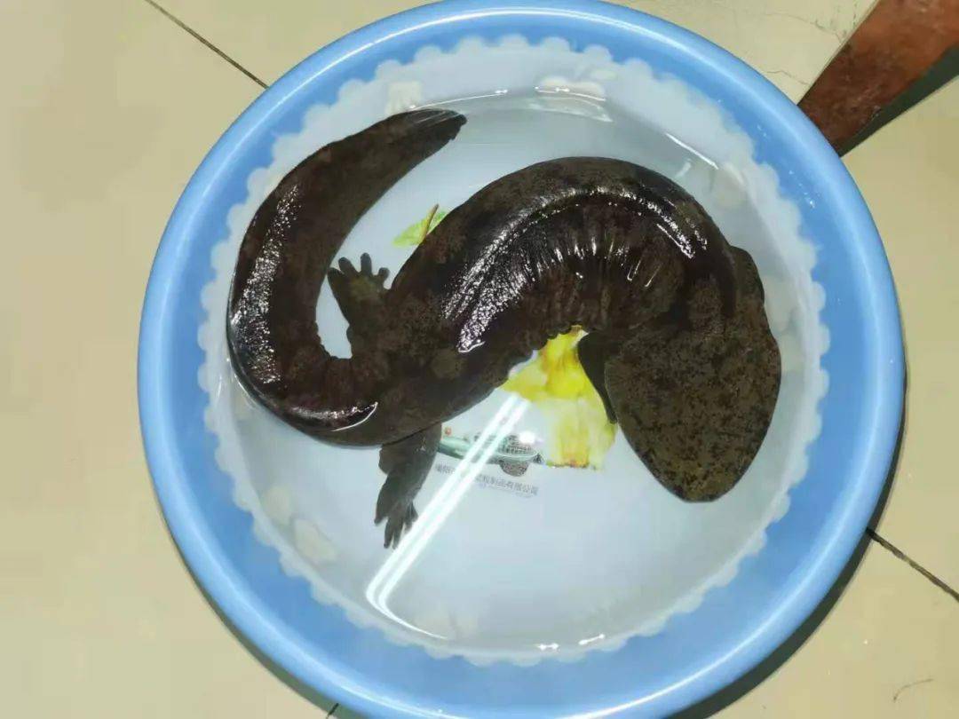 镇平某库区意外发现国家二级保护动物娃娃鱼素有活化石之称