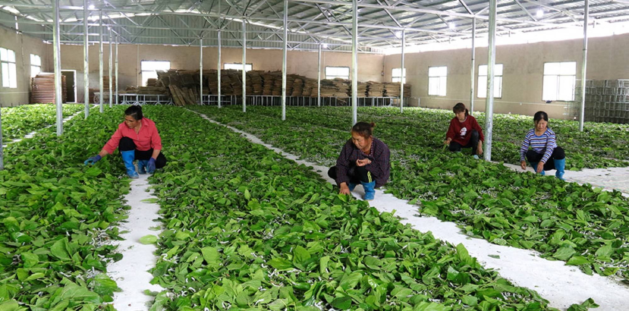 岑巩天星乡：采桑养蚕忙 振兴添后劲_桑叶