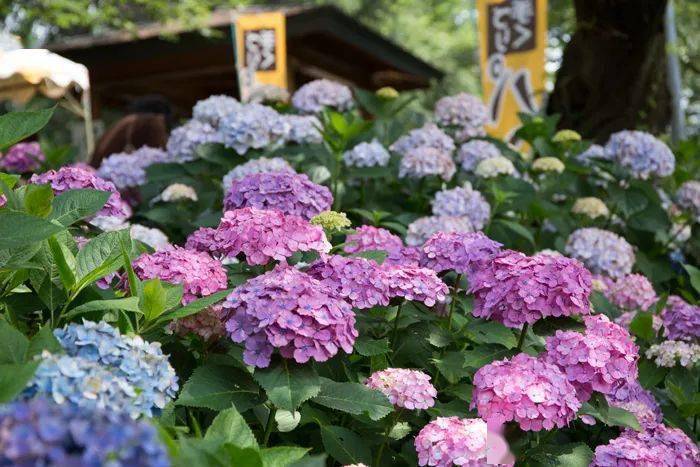 花开无尽夏 不去日本 最美的紫阳花海在哪儿看 夏日