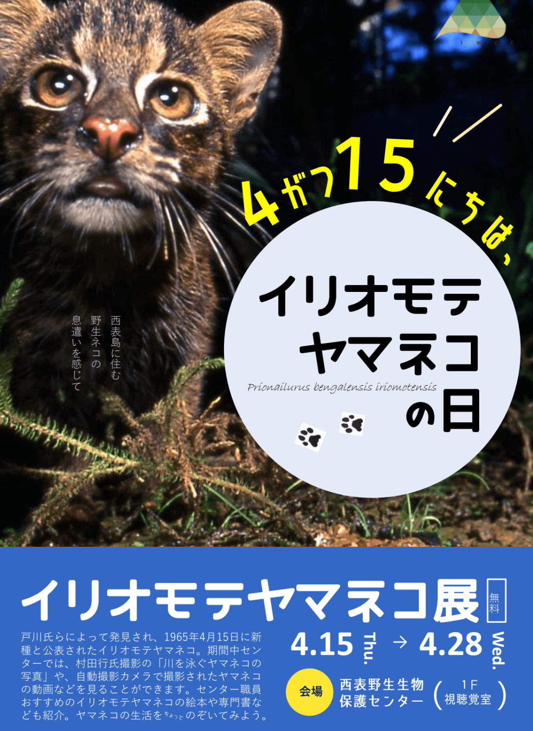 博物文旅 爱护100只猫 守护一座岛 日本西表岛国家公园野生动物中心的拯救行动 西表猫