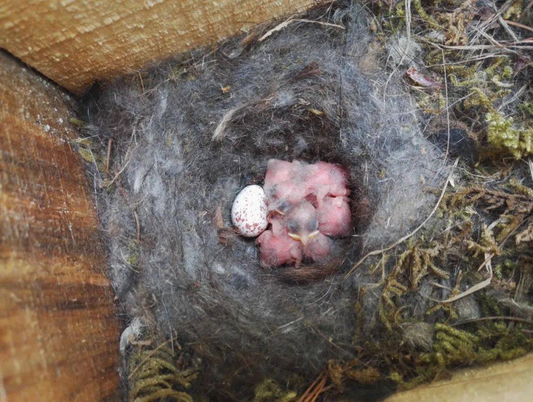 并没有失散哦 晚成鸟,比如麻雀,燕子,猛禽,鹭之类,刚出壳的时候身上光
