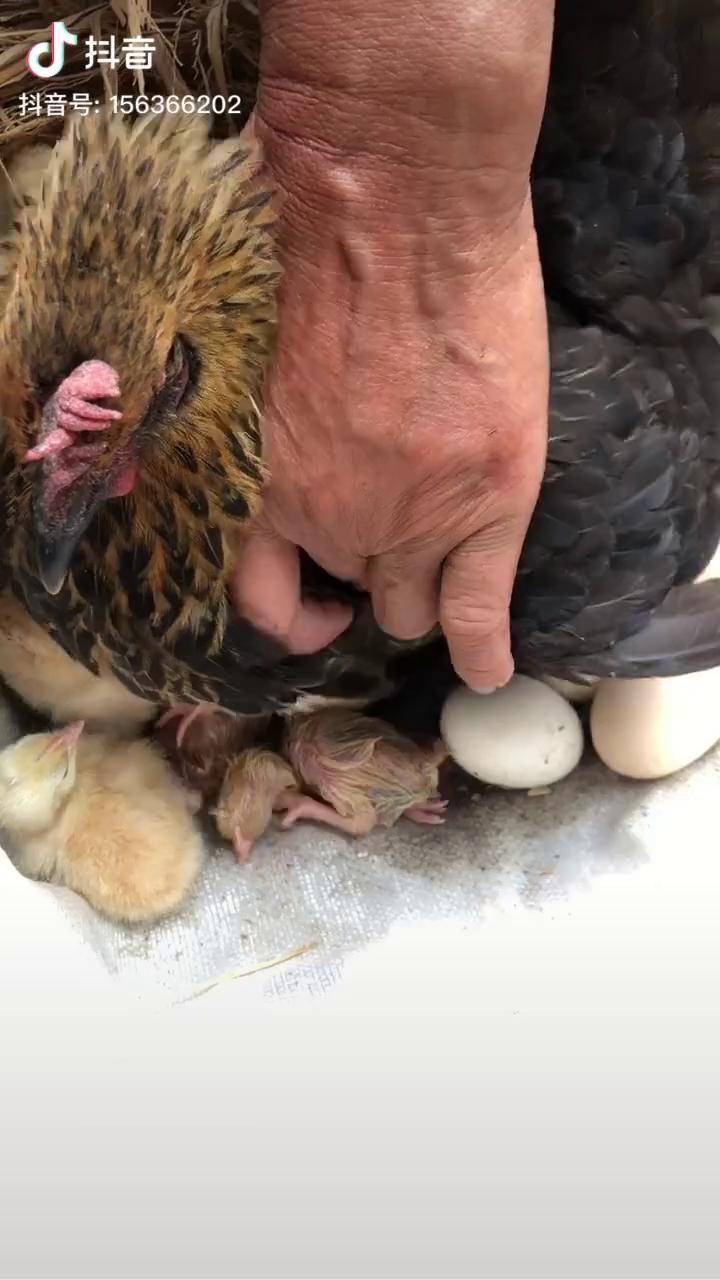今天这一窝小鸡仔要出生了23个鸡蛋中午已经出来10只了晚上应该要全部