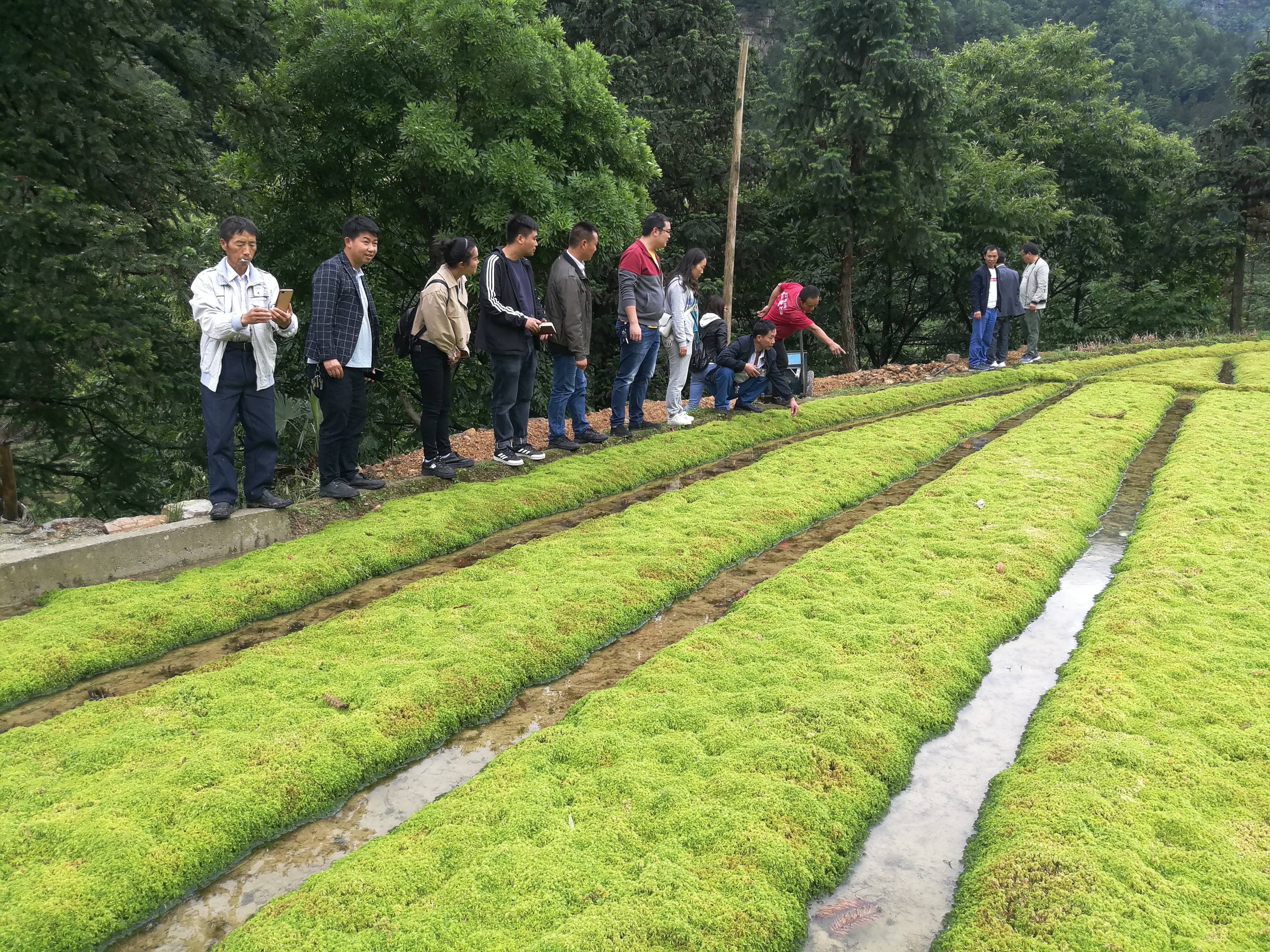 贵州人工种植水苔图片