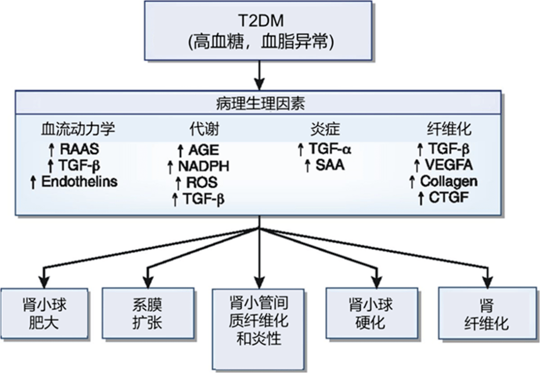 突破性進展非奈利酮有望填補2型糖尿病合併慢性腎病治療策略的空白