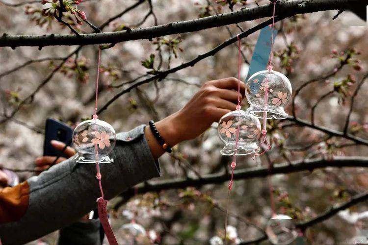 春天无锡鼋头渚赏樱花关于风铃的前世今生