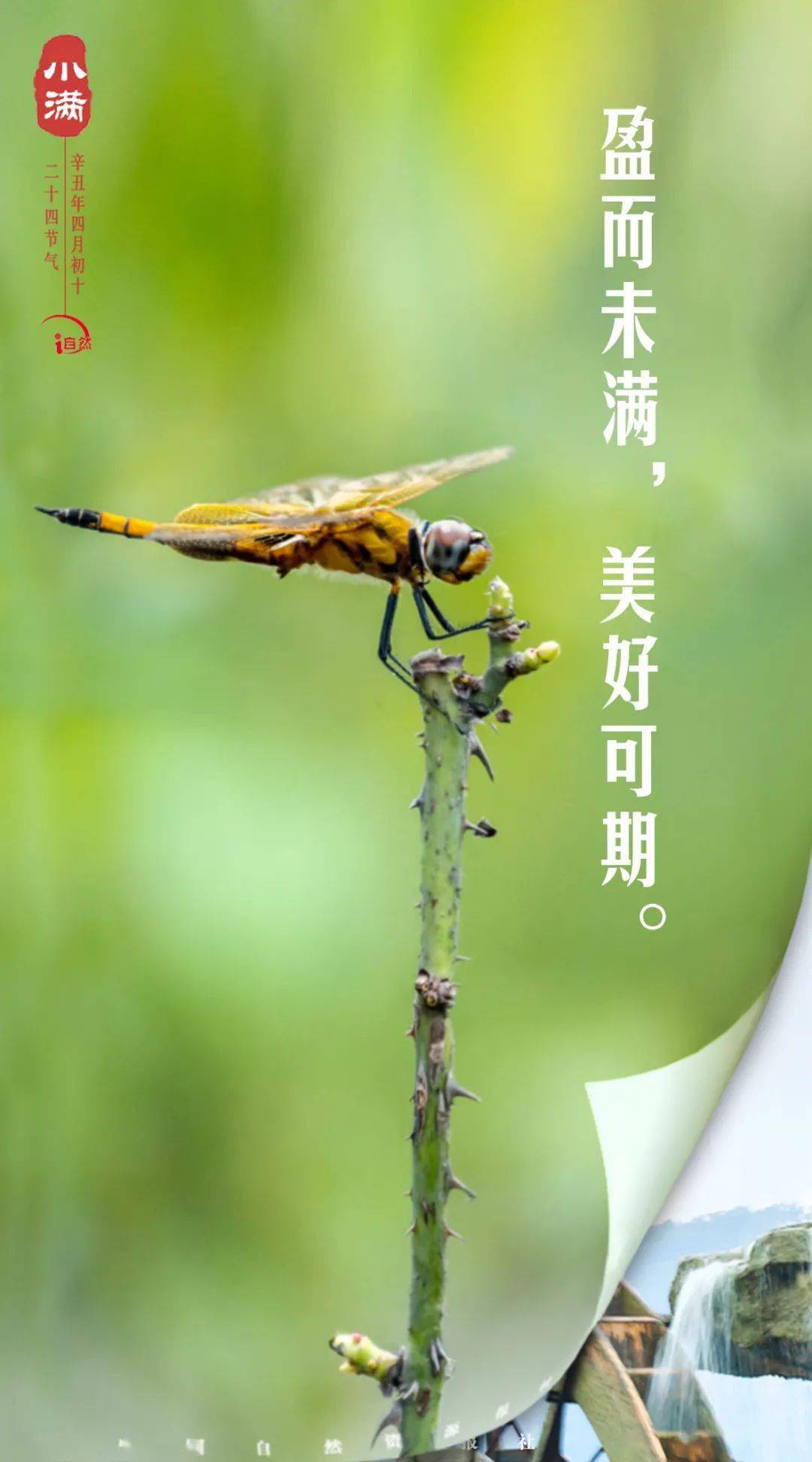 【自拍自然】今日小满