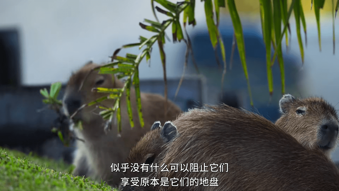 1d418b478f754d2395f8d62c1c1094ed.png