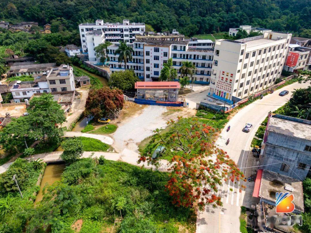 高考前夕博白那林的老凤凰树又开花了