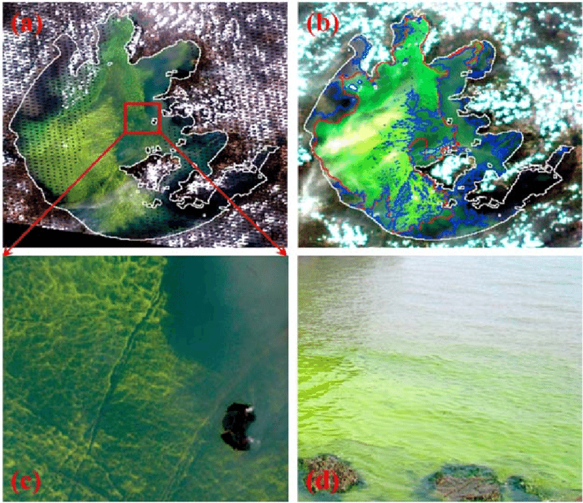 梅梁湖(太湖北部的湖湾)还爆发了一场大规模的蓝藻水华
