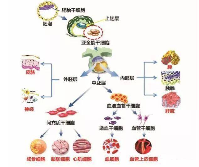 只能定向分化成一种或两种密切相关的细胞类型分化,如神经干细胞,造血