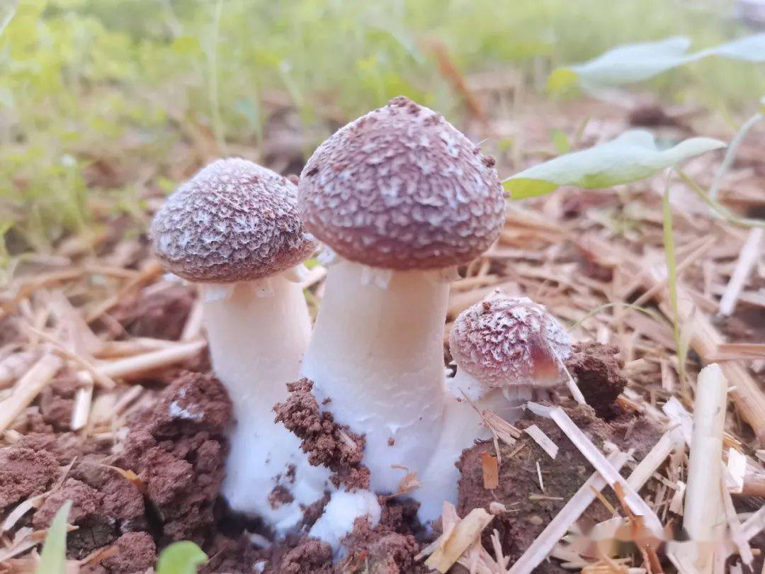 折桥大庄的赤松茸可以采摘啦!