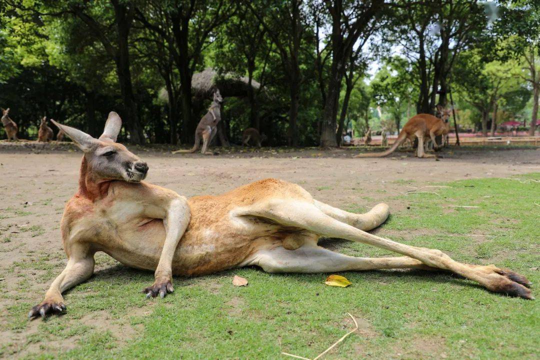 超治愈的"网红"袋鼠,你了解多少?