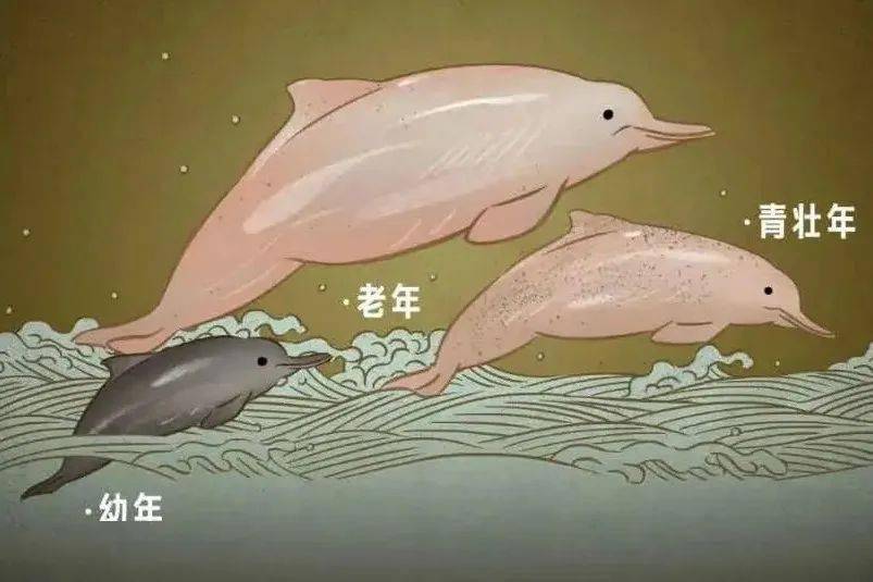 趣味测试 这10种海洋生物 可能你一个也不认识 动物